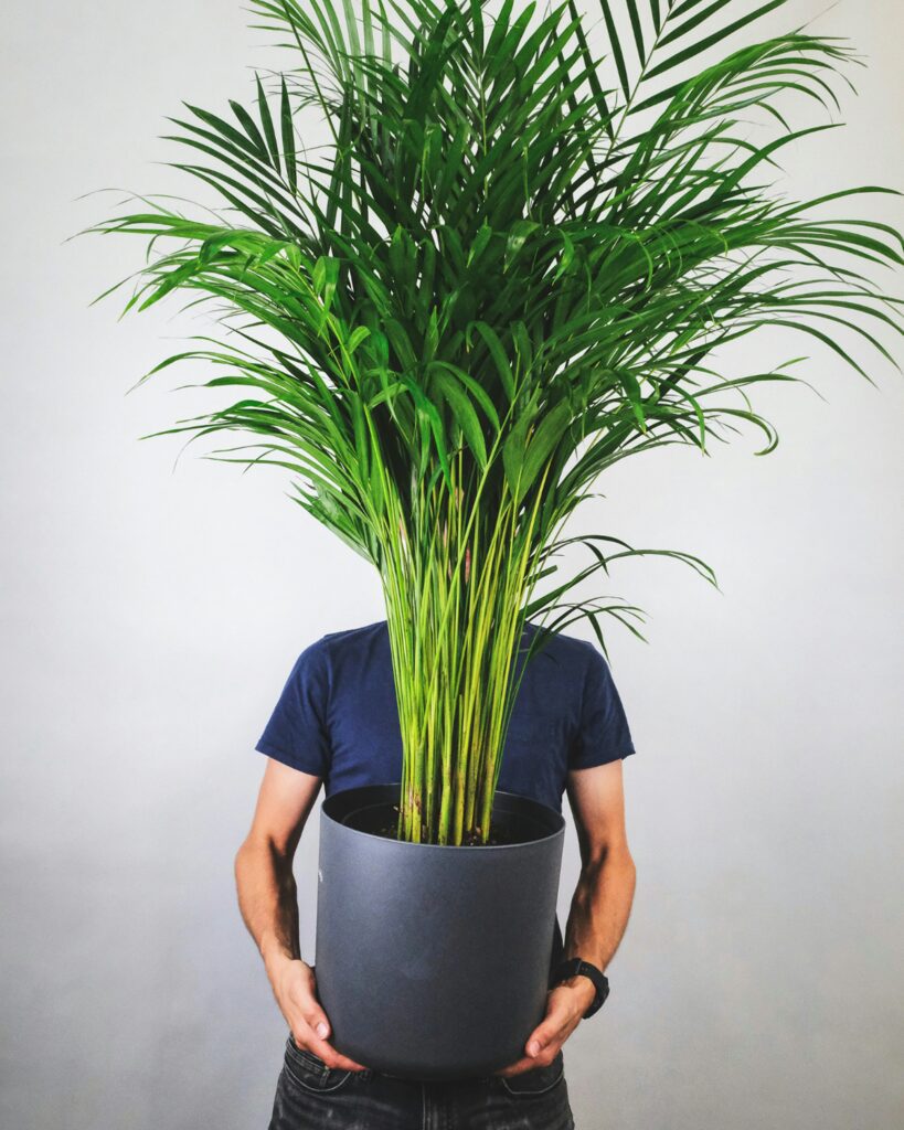 Areca Palm