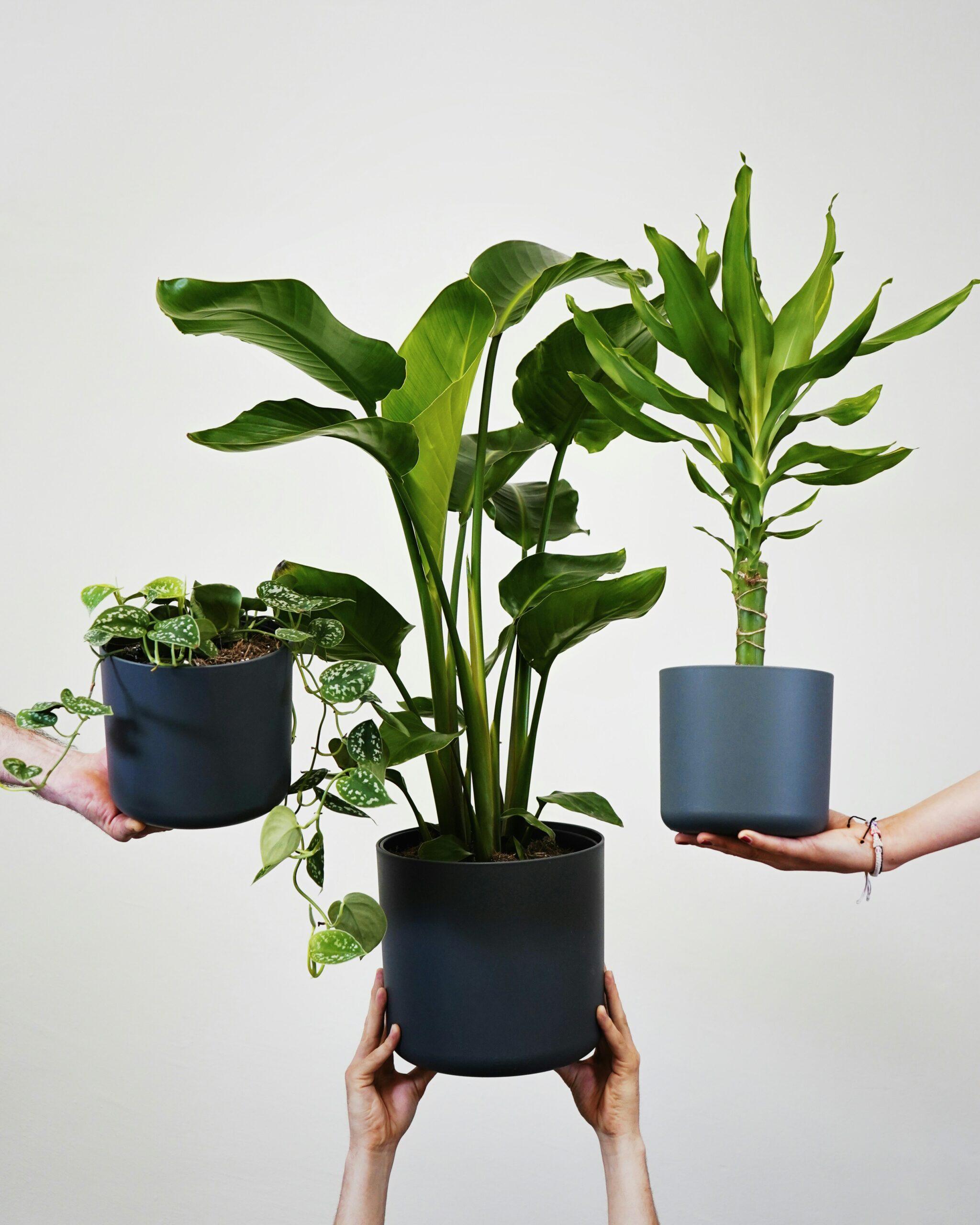plantes pour purifier l'air
